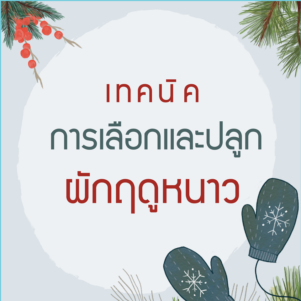 เมล็ดพันธุ์ผักฤดูหนาว